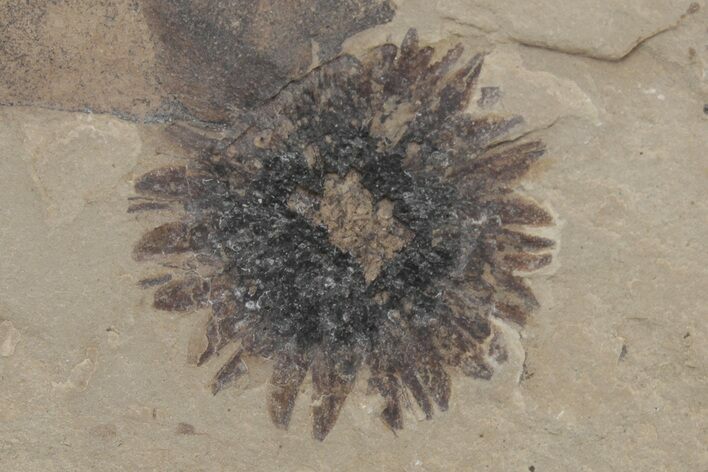 Fossil Sycamore (Macginitiea) Fruit - Green River Formation, Utah #219797